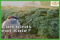 Can Birds Eat Herbs? - Kylon Powell