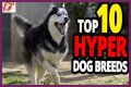 Does royal canin make dogs hyper?