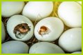 How To Make Bird Eggs?