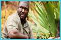 Nonso Anozie - Zoo Cast Member